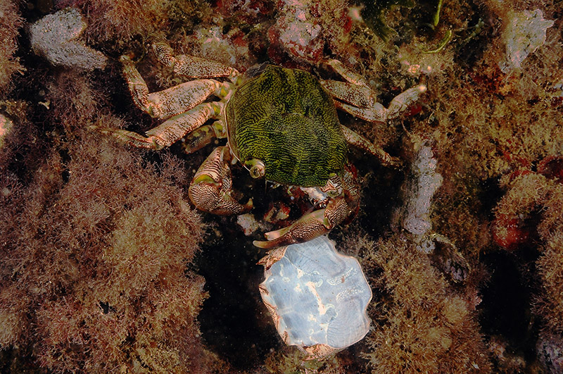 Pachygrapsus marmoratus cambia il carapace